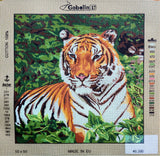 Tiger. (20"x20") 46.380 by GobelinL